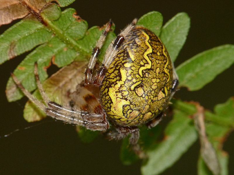 Araneus marmoreus - Lagozza di Besnate (VA)
